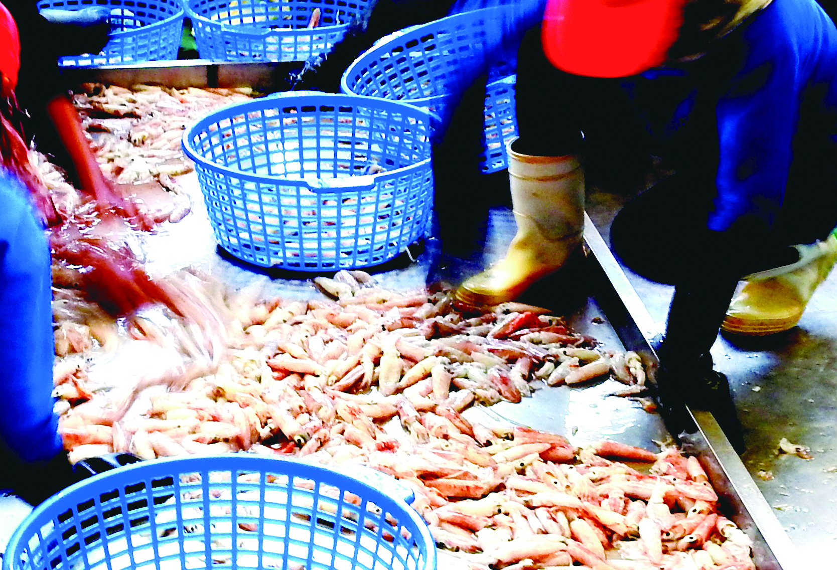 工作人員正整理小魷魚。(圖片來源:玉山社提供)